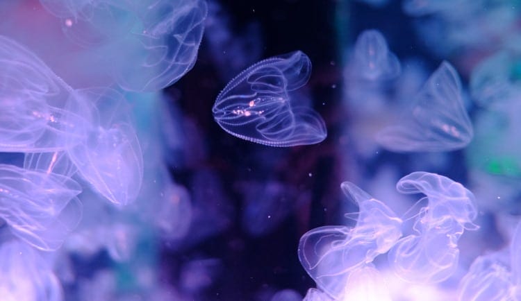 Sea walnut comb jellyfish