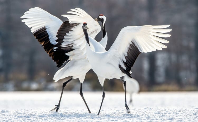 dancing crane birds
