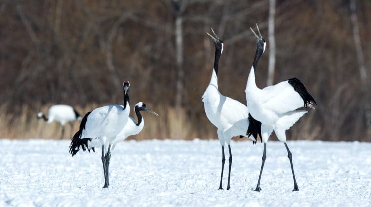 15 Crane Species Examined: The Most Amazing Birds On The Planet