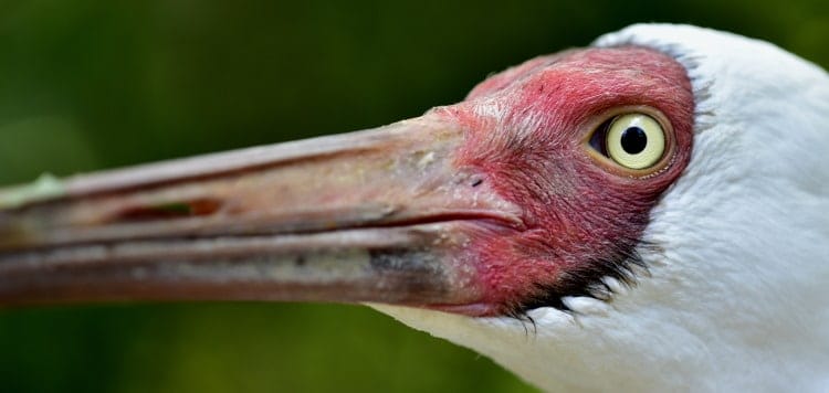 crane bird beak