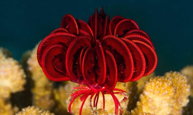 red feather star