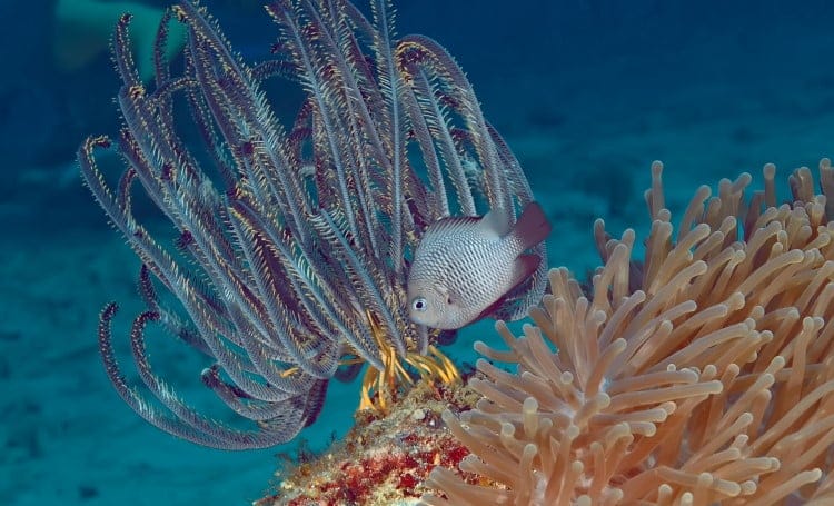 commensal crinoidea