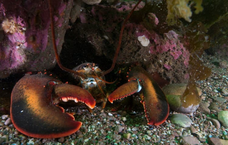 american lobster crustacean