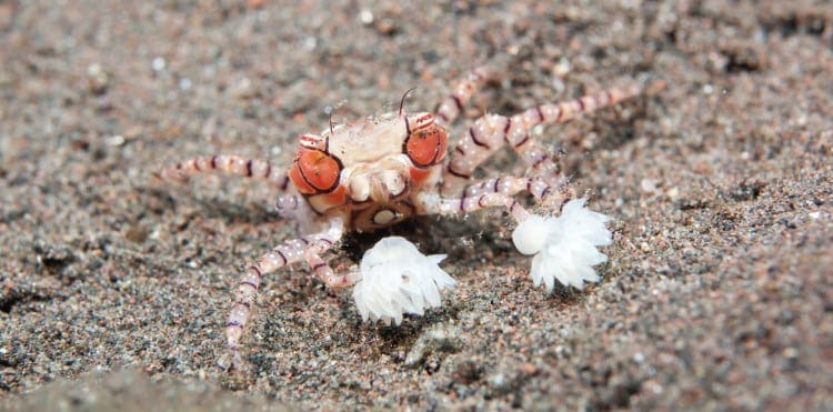 crustacea Lybia tessellata
