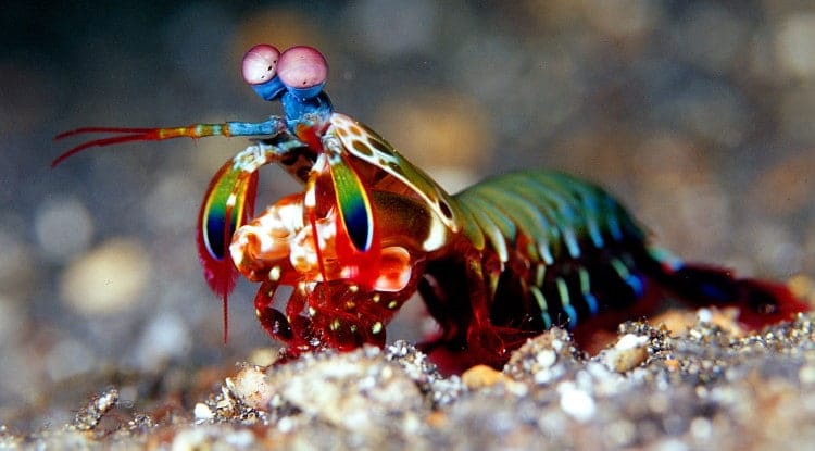 invertebrate mantis shrimp Stomatopoda