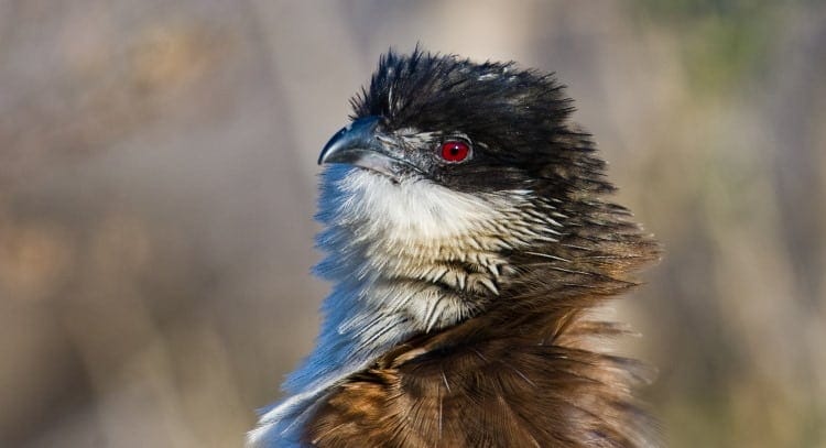 coucal close up