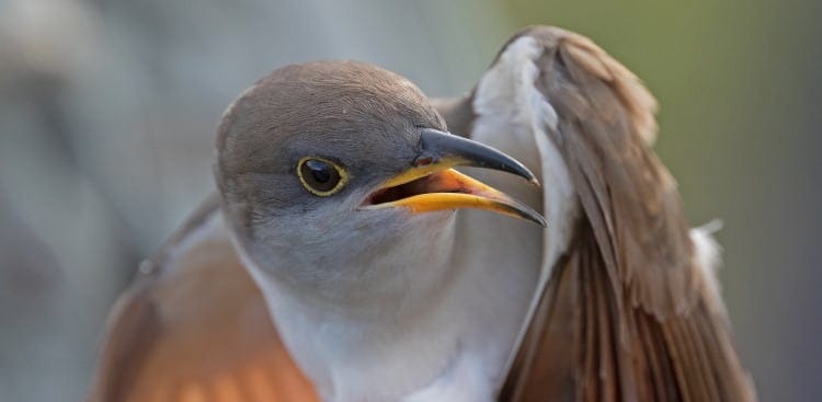 yellow billed cuckoo