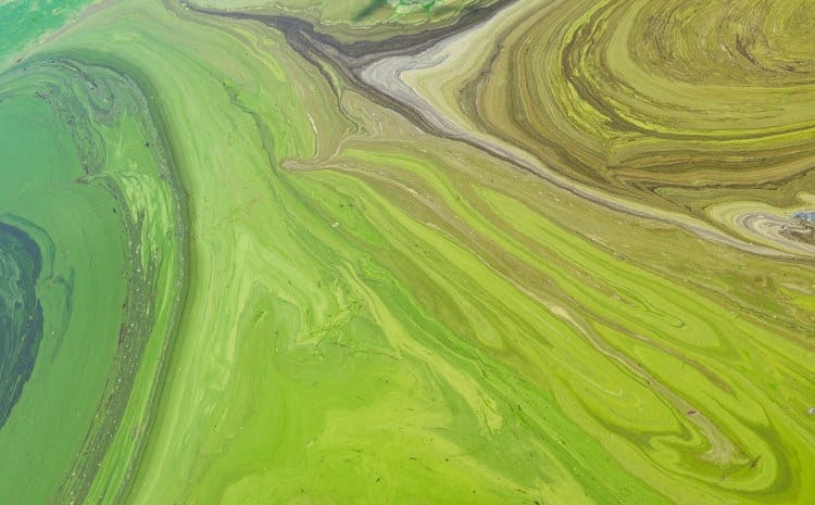 blue green algae on river