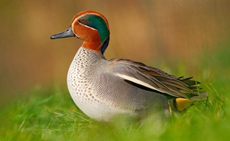 dabbling duck teal