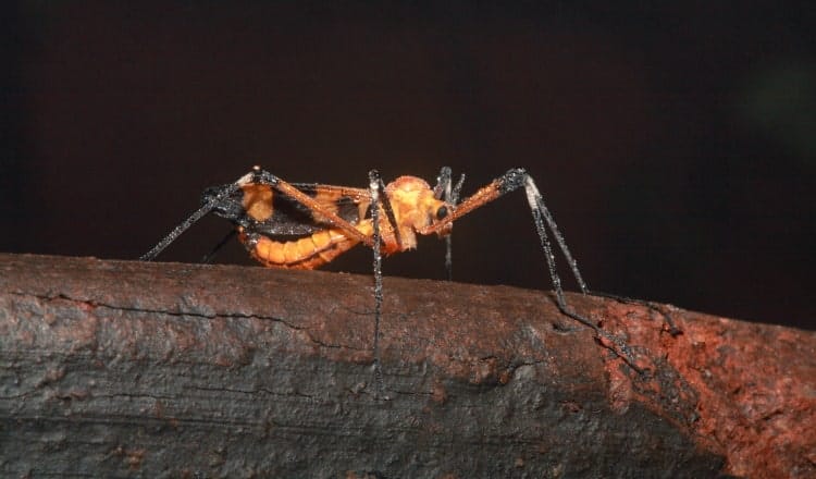 Brachycera Empididae Empis livida