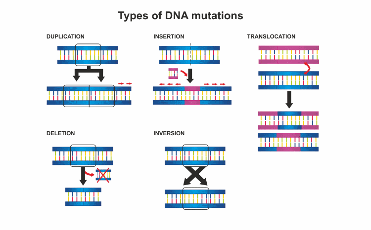 dna mutation examples