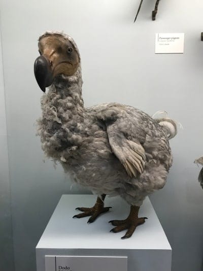 dodo bird in museum