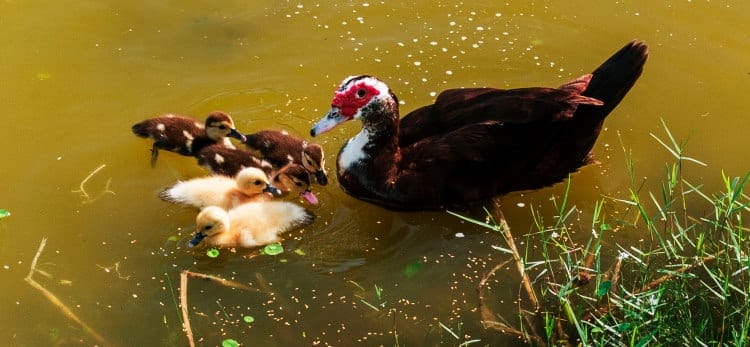 Muscovy Duck Waterfowl Chicks