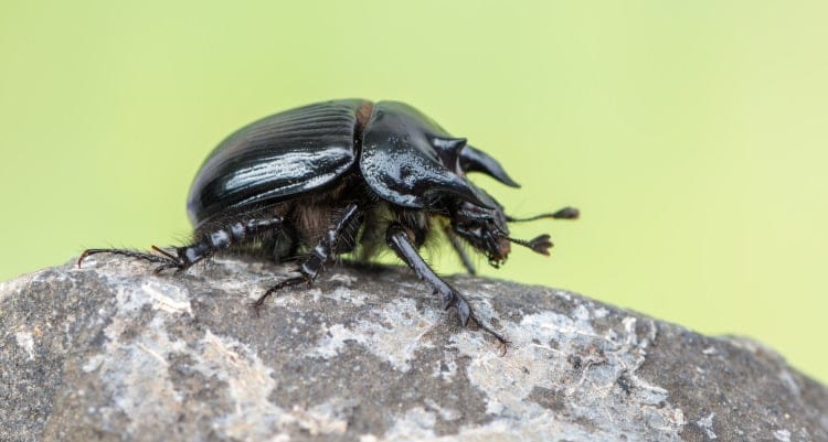 Minotaur Beetle 