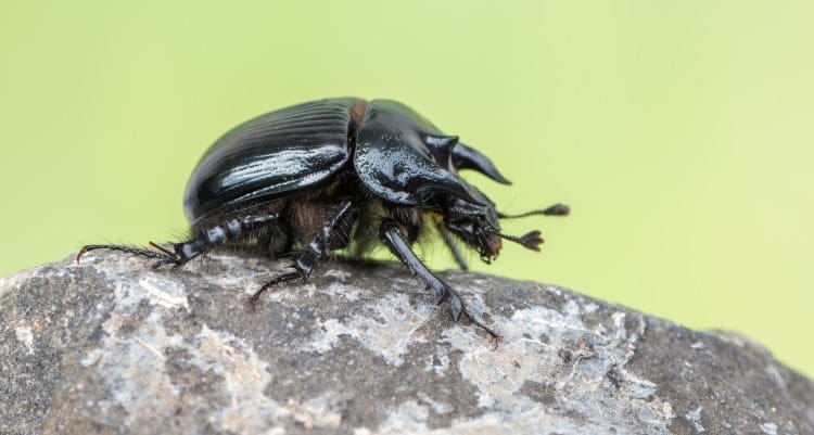 Minotaur Beetle