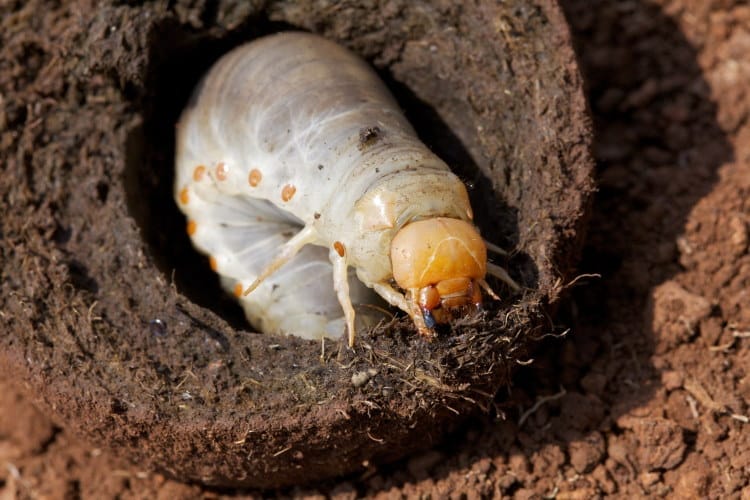 Dung beetle larvae