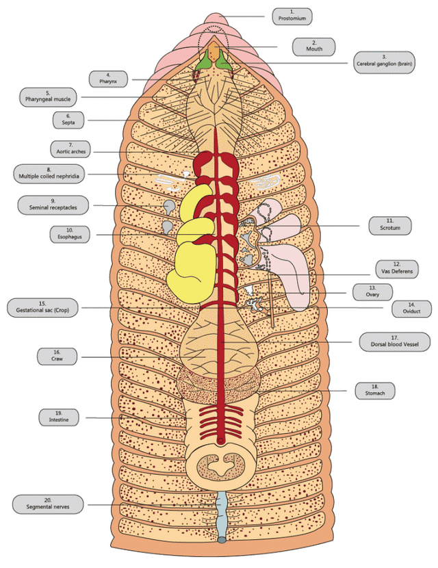 earthworm diagram anatomy