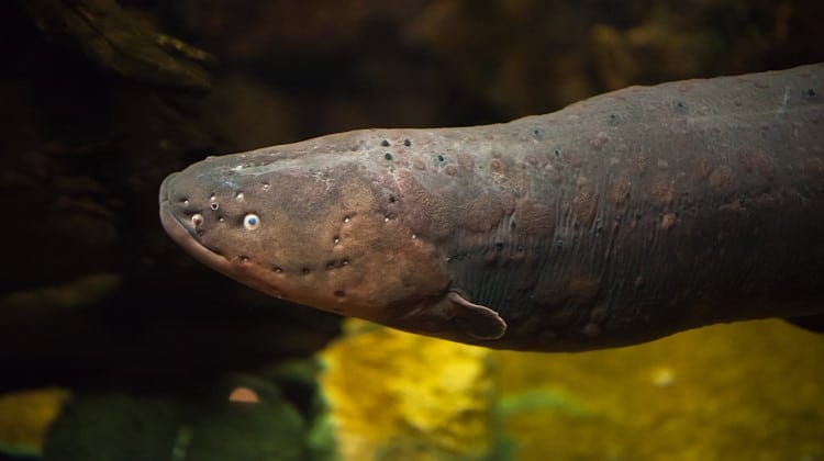electric fish example feature