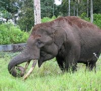 An Asian Elephant