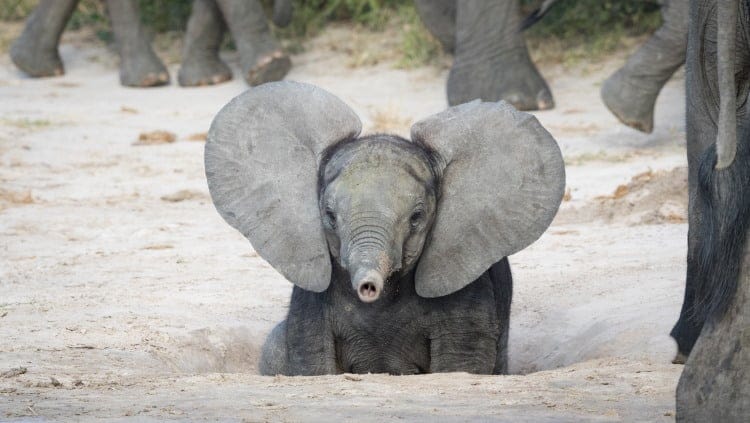 elephant ears homeothermy 