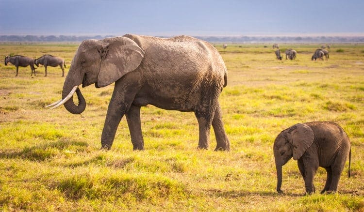 african elephant family