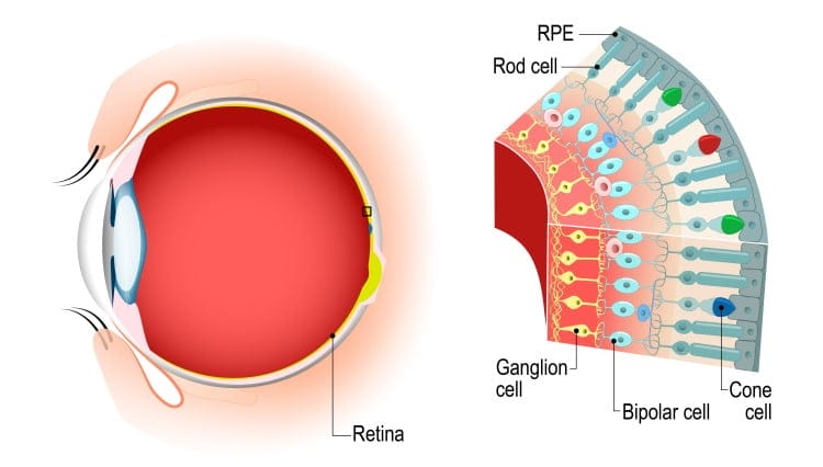rods and cones eye anatomy diagram