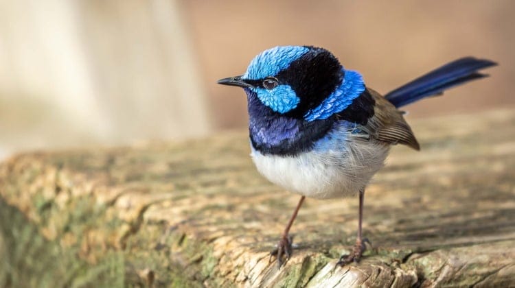 Fairy Wrens: Fascinating Birds Of Family Maluridae