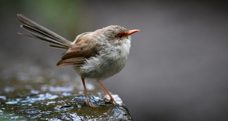 superb fairy wren female