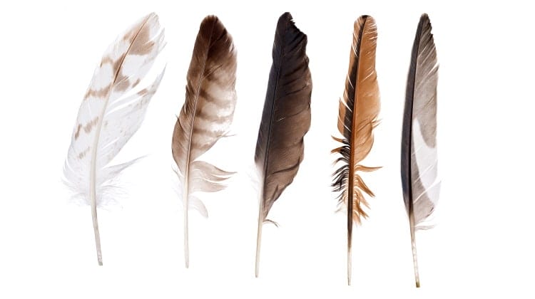 Colorful detailed bird feathers isolated on white Vector Image