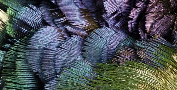 iridescent feathers in golden pheasant