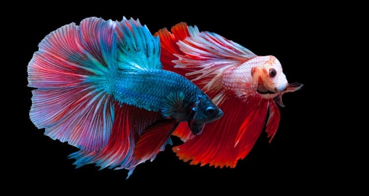 fighting fish