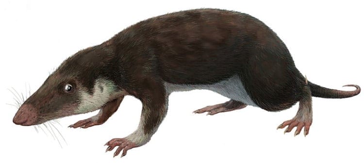 first mammal morganucodon watsoni