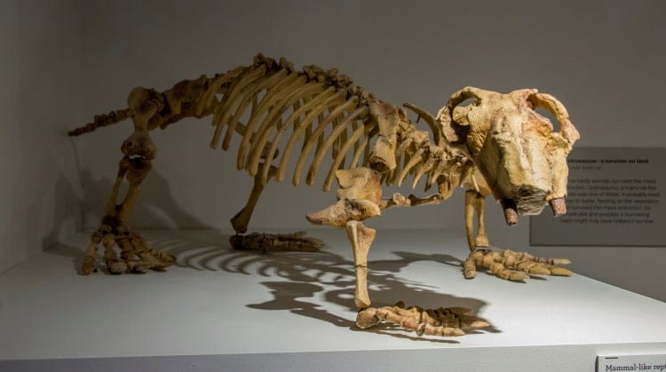evolution of mammal like reptiles