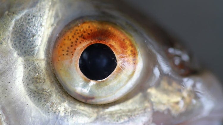 fish-eyes-101-their-sight-vision-compared-to-humans-2023