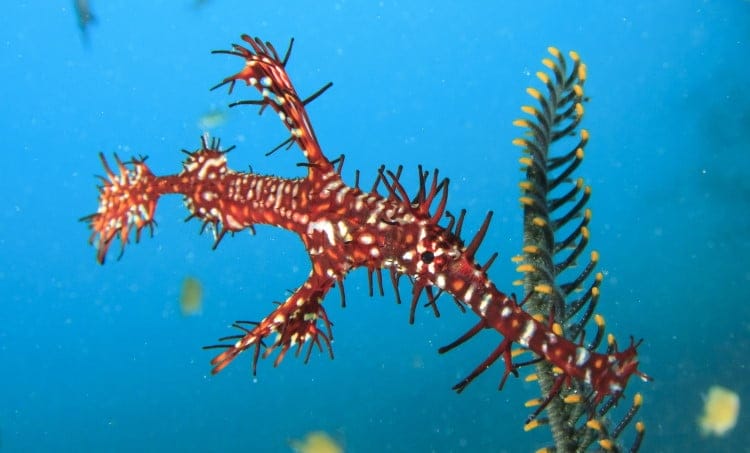 pipefish camouflage fact