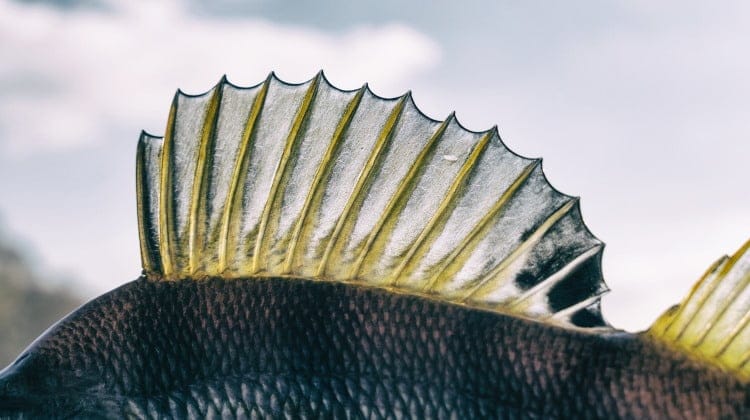 What Are Caudal Fins Used For