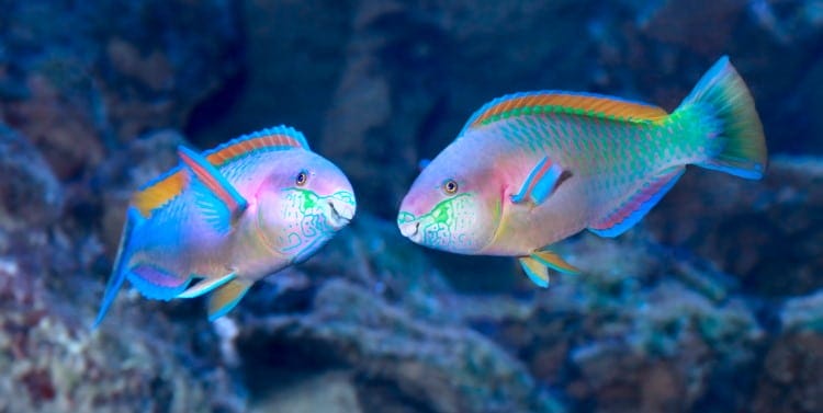 parrot fish