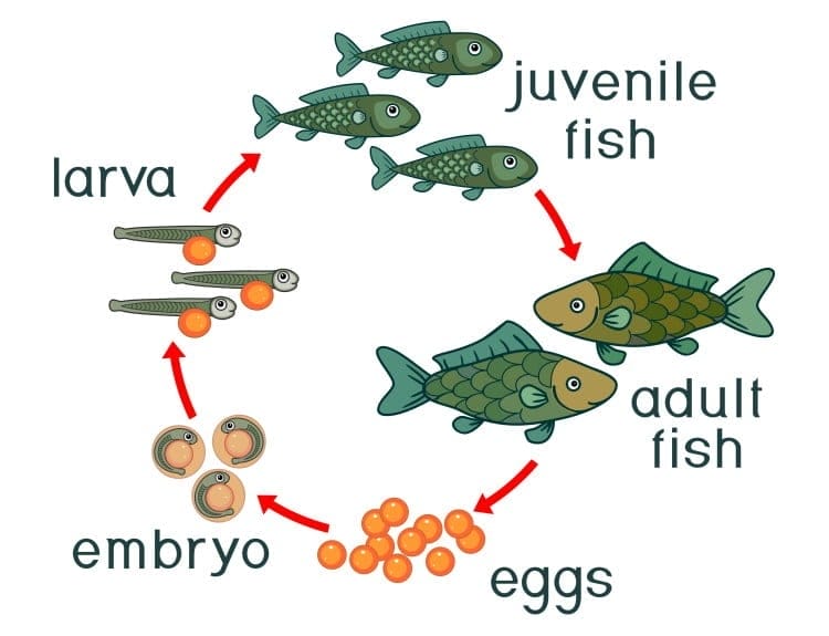 Fish Life Cycle 101: From The Larvae To Senescence Explained