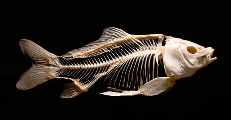 Do Fish Have Bones In Fins