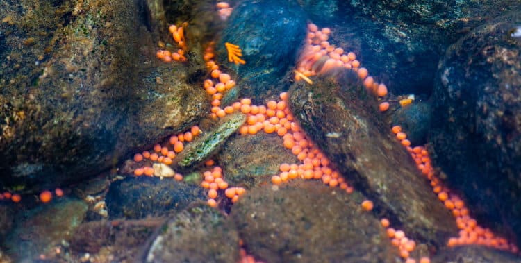 fish spawning salmon