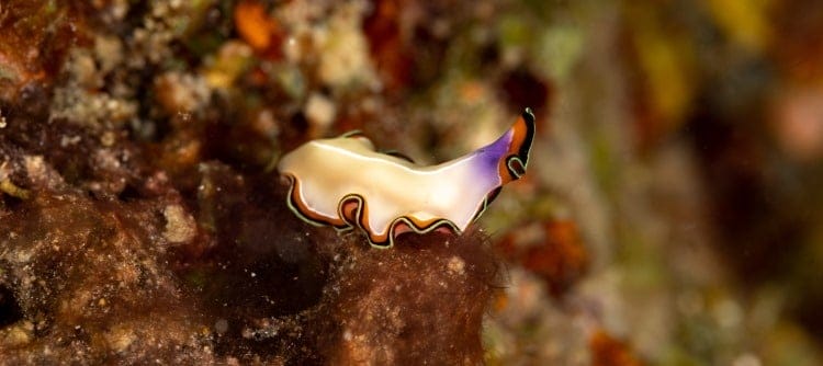 marine flatworm