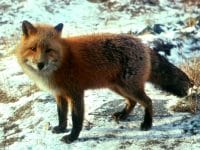 A Red Fox In The Snow
