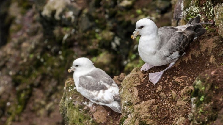fulmars nesting