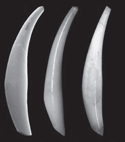 Shels of Gadilida Scaphopods