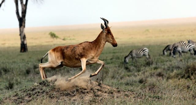 gazelle top speed