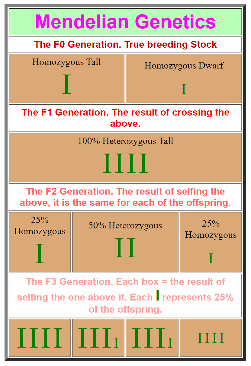 Mendelian Inheritance 101: The History Of Genetics Explained