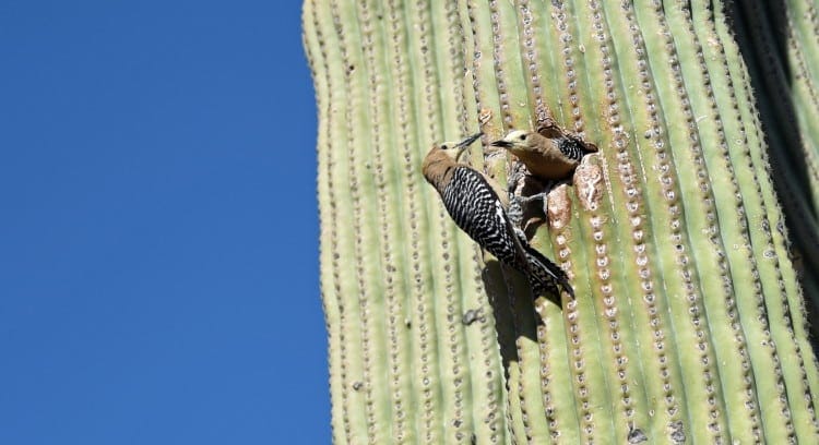 nesting hole in cactus