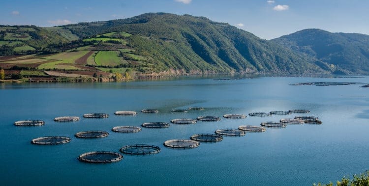 genetic modifications in fish farming