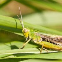 Grasshopper In The Grass