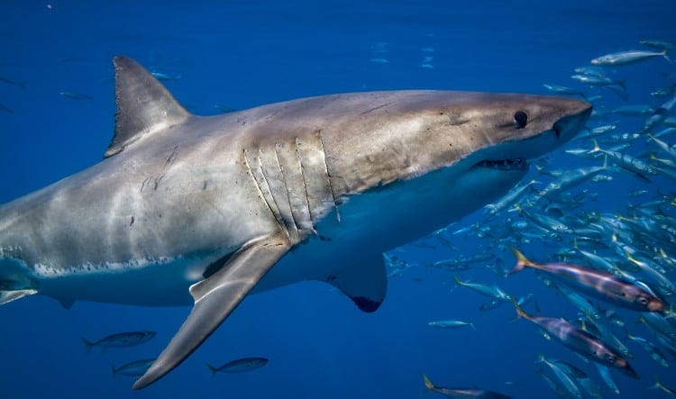 shark thermoregulation